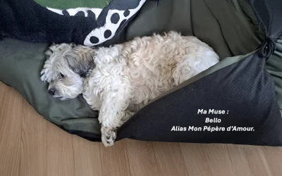 Un Coin Au Chaud : collecte solidaire à Dijon pour aider les refuges et la SPA